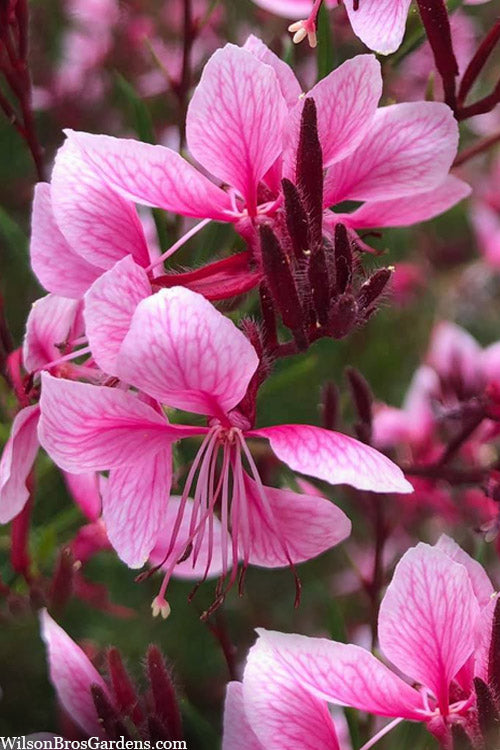 Siskiyou Pink Gaura (Wandflower) - 1 Gallon Pot