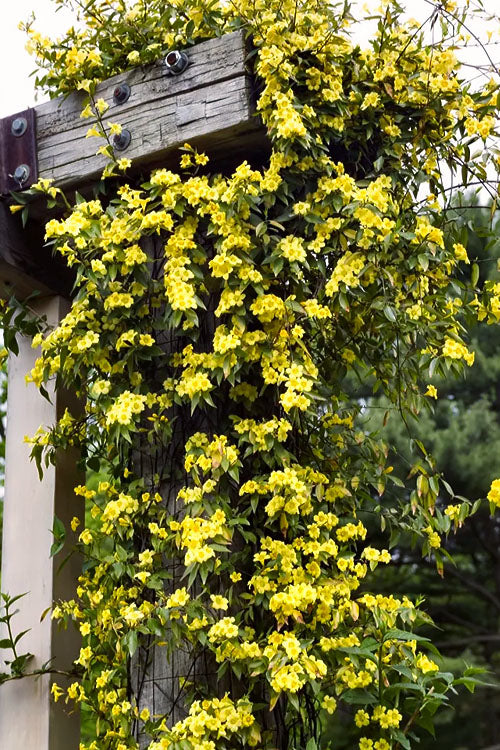  Margarita Cold Hardy Carolina Jasmine Vine (Gelsemium) - 1 Gallon Pot