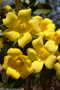  Margarita Cold Hardy Carolina Jasmine Vine (Gelsemium) - 1 Gallon Pot