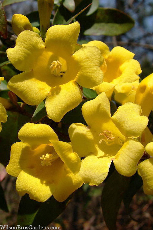  Margarita Cold Hardy Carolina Jasmine Vine (Gelsemium) - 1 Gallon Pot