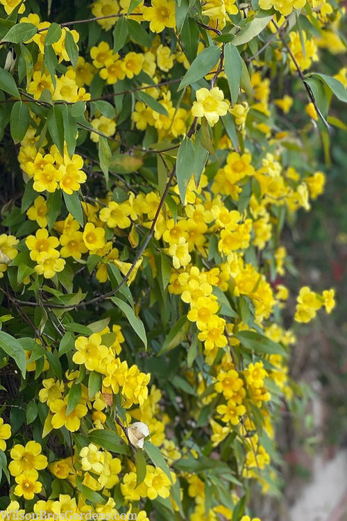  Margarita Cold Hardy Carolina Jasmine Vine (Gelsemium) - 1 Gallon Pot