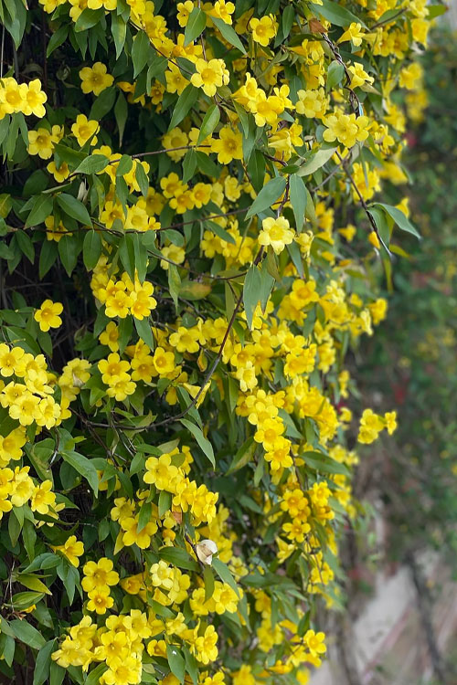  Margarita Cold Hardy Carolina Jasmine Vine (Gelsemium) - 1 Gallon Pot