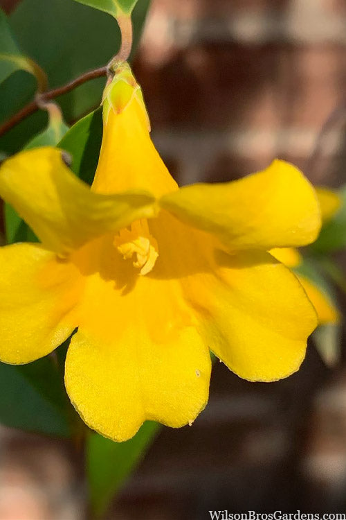  Margarita Cold Hardy Carolina Jasmine Vine (Gelsemium) - 1 Gallon Pot