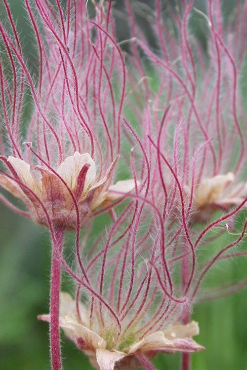  Prairie Smoke Geum (Avens) - 1 Gallon Pot