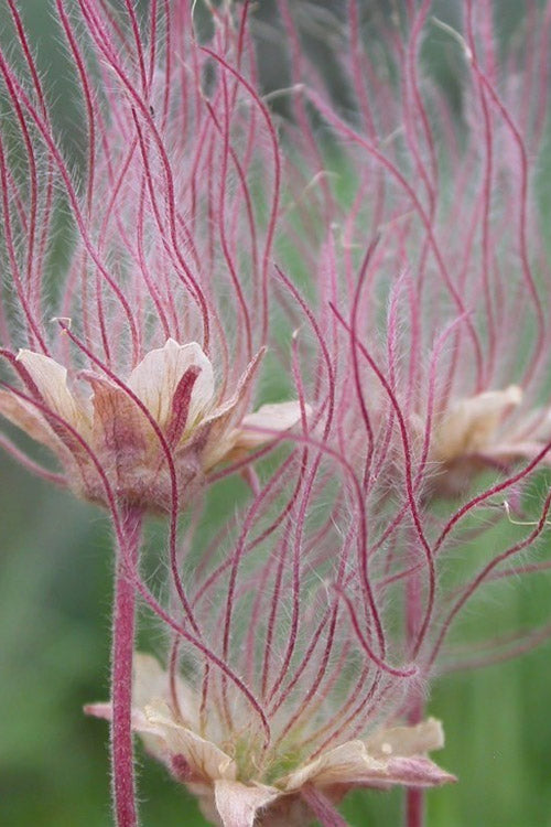  Prairie Smoke Geum (Avens) - 1 Gallon Pot