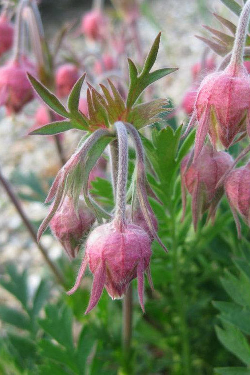  Prairie Smoke Geum (Avens) - 1 Gallon Pot