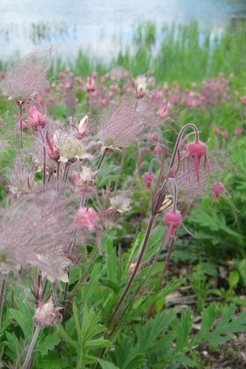  Prairie Smoke Geum (Avens) - 1 Gallon Pot
