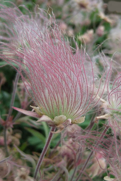  Prairie Smoke Geum (Avens) - 1 Gallon Pot