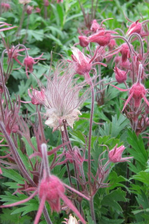  Prairie Smoke Geum (Avens) - 1 Gallon Pot