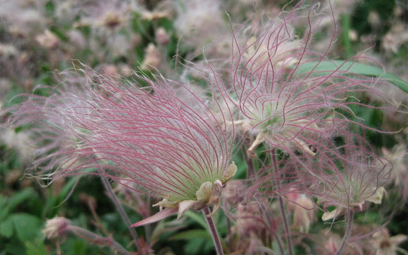  Prairie Smoke Geum (Avens) - 1 Gallon Pot