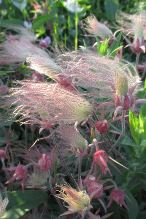  Prairie Smoke Geum (Avens) - 1 Gallon Pot
