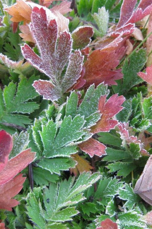  Prairie Smoke Geum (Avens) - 1 Gallon Pot