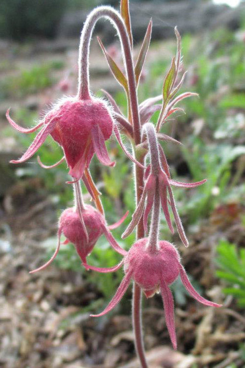  Prairie Smoke Geum (Avens) - 1 Gallon Pot