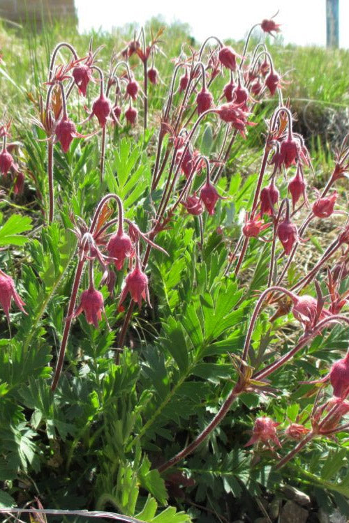  Prairie Smoke Geum (Avens) - 1 Gallon Pot