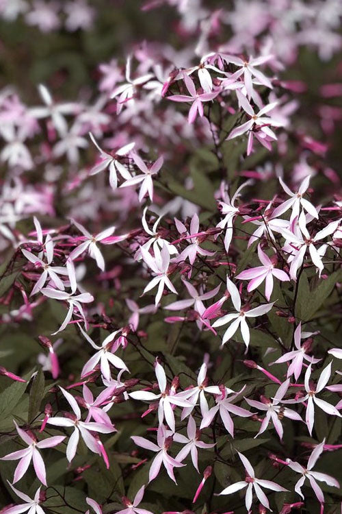  Pink Profusion Indian Physic (Gillenia Trifoliata) - 1 Gallon Pot