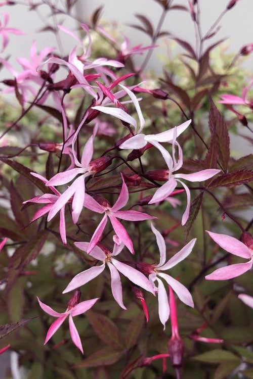  Pink Profusion Indian Physic (Gillenia Trifoliata) - 1 Gallon Pot