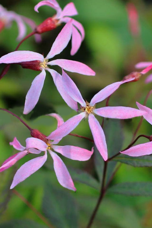  Pink Profusion Indian Physic (Gillenia Trifoliata) - 1 Gallon Pot