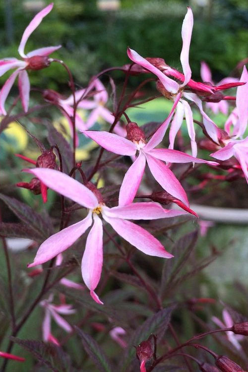  Pink Profusion Indian Physic (Gillenia Trifoliata) - 1 Gallon Pot