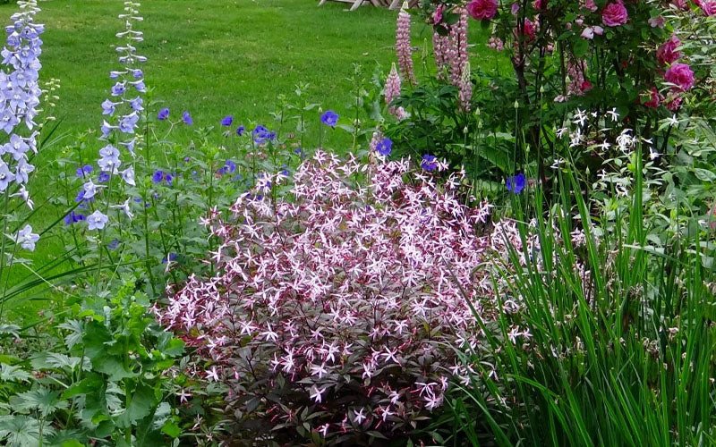  Pink Profusion Indian Physic (Gillenia Trifoliata) - 1 Gallon Pot