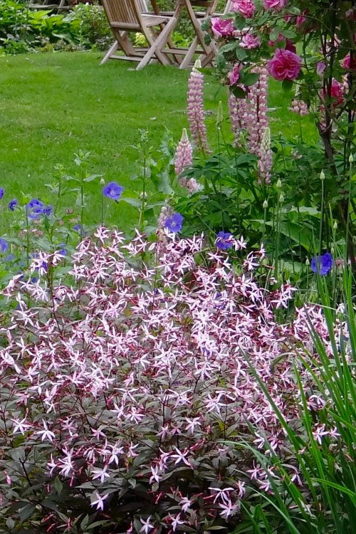  Pink Profusion Indian Physic (Gillenia Trifoliata) - 1 Gallon Pot