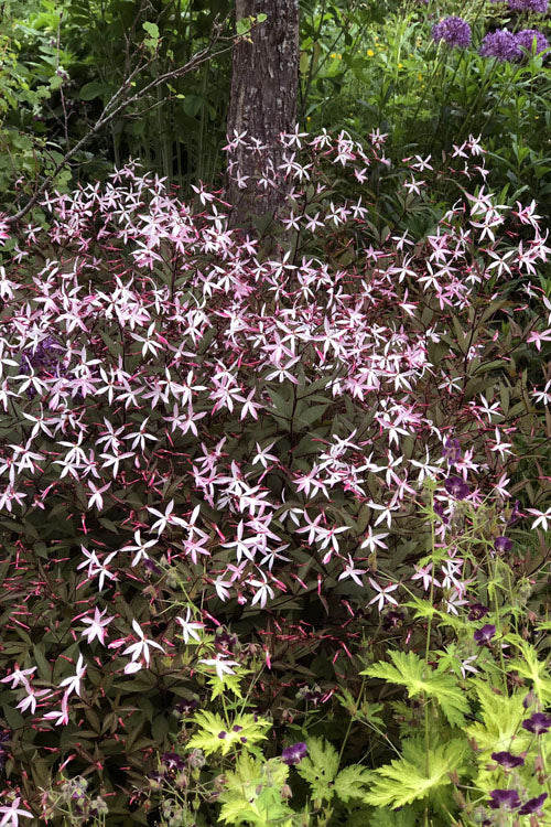  Pink Profusion Indian Physic (Gillenia Trifoliata) - 1 Gallon Pot