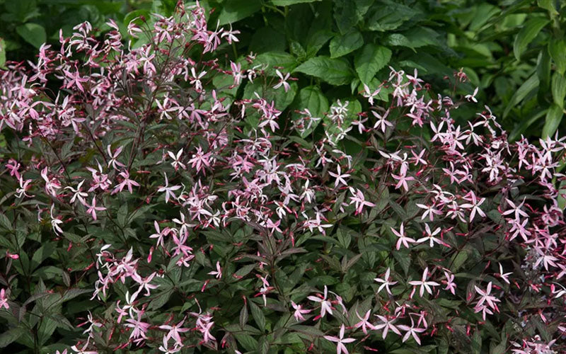  Pink Profusion Indian Physic (Gillenia Trifoliata) - 1 Gallon Pot