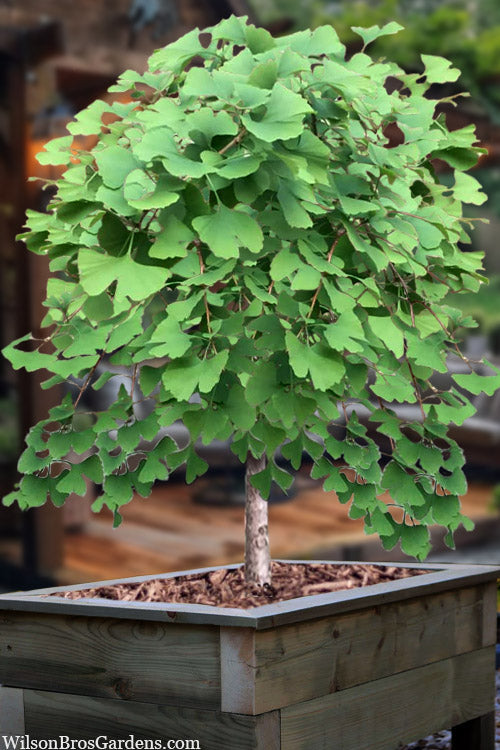  Boleslaw Chrobry Weeping Ginkgo - 3 Gallon Pot