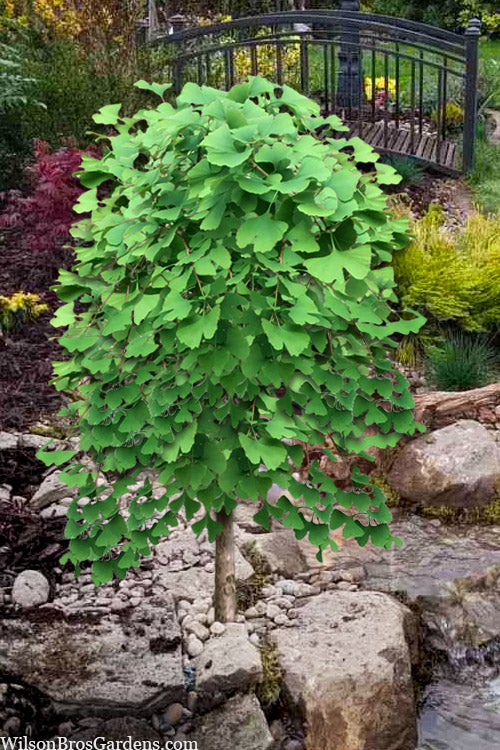  Boleslaw Chrobry Weeping Ginkgo - 3 Gallon Pot