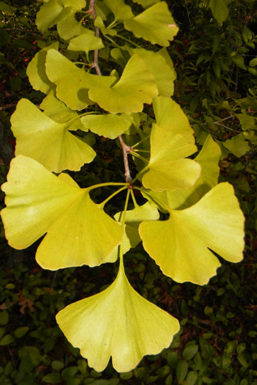  Boleslaw Chrobry Weeping Ginkgo - 3 Gallon Pot