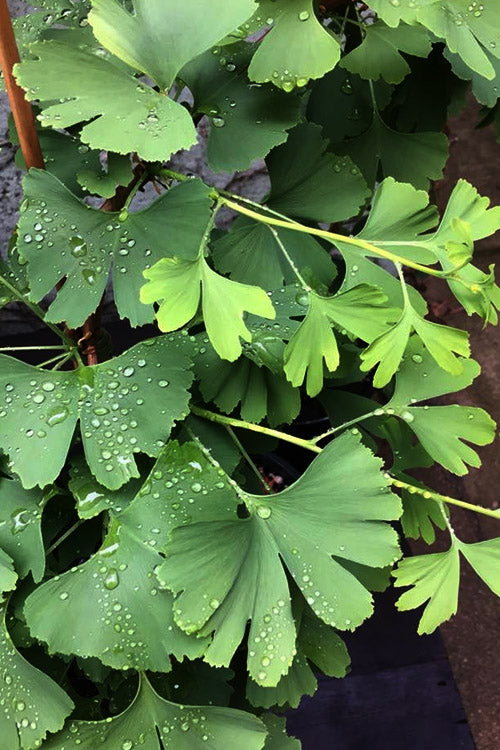  Boleslaw Chrobry Weeping Ginkgo - 3 Gallon Pot