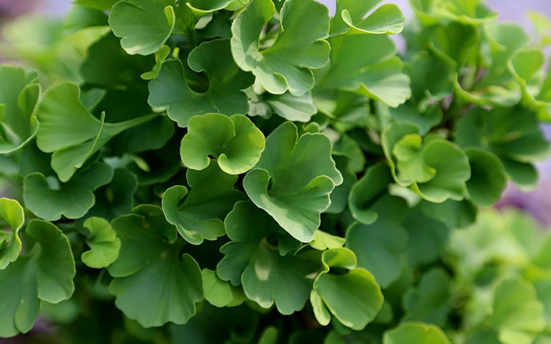  Jade Butterfly Dwarf Ginkgo Tree - 3 Gallon Pot (24-30" HT)
