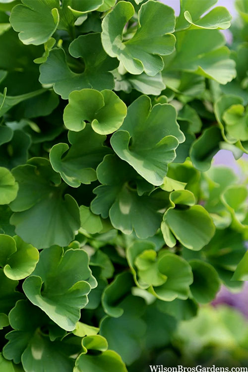 Jade Butterfly Dwarf Ginkgo Tree - 3 Gallon Pot (24-30" HT)