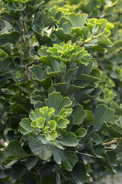  Jade Butterfly Dwarf Ginkgo Tree - 3 Gallon Pot (24-30" HT)