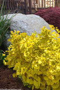  Mariken Dwarf Ginkgo Tree - 2 Gallon Pot