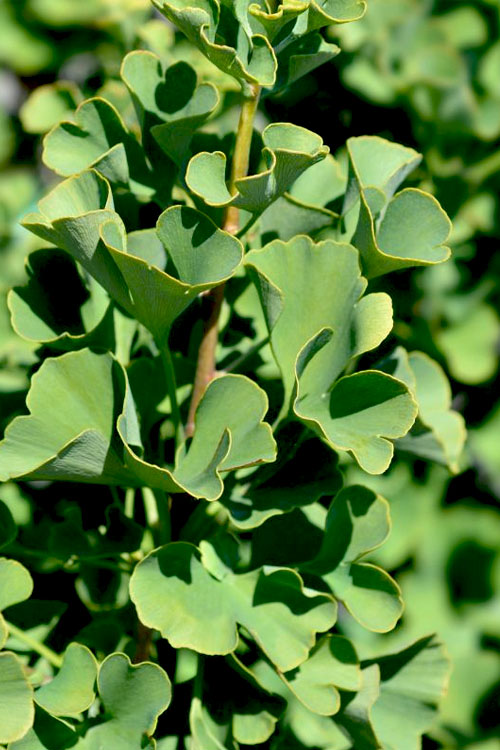  Mariken Dwarf Ginkgo (Single Trunk Tree Form) - 2 Gallon Pot