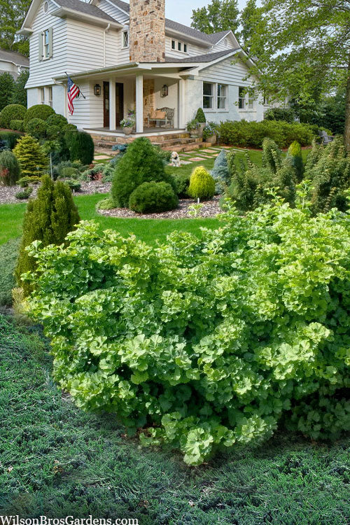  Mariken Dwarf Ginkgo Tree - 5 Gallon Pot