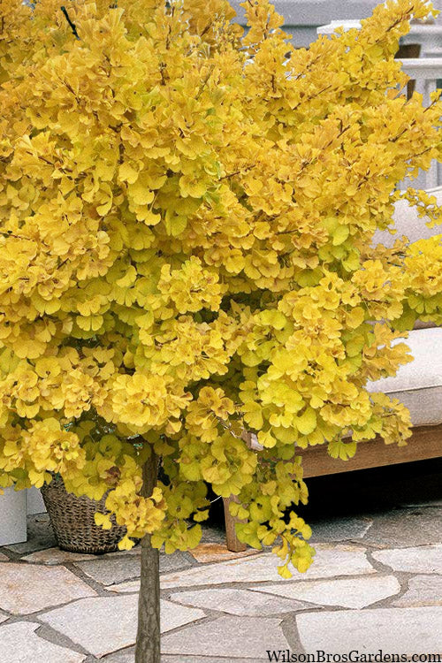  Mariken Dwarf Ginkgo (Single Trunk Tree Form - Tall Graft) - 7 Gallon Pot (2-3')