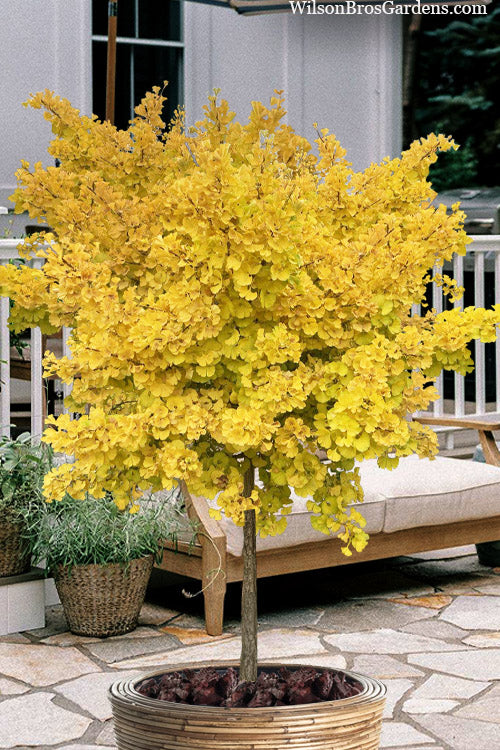  Mariken Dwarf Ginkgo (Single Trunk Tree Form - Tall Graft) - 7 Gallon Pot (2-3')