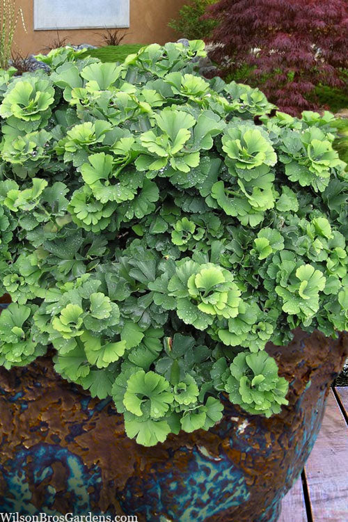  Troll Dwarf Ginkgo Tree - 2 Gallon Pot(18-24" HT)