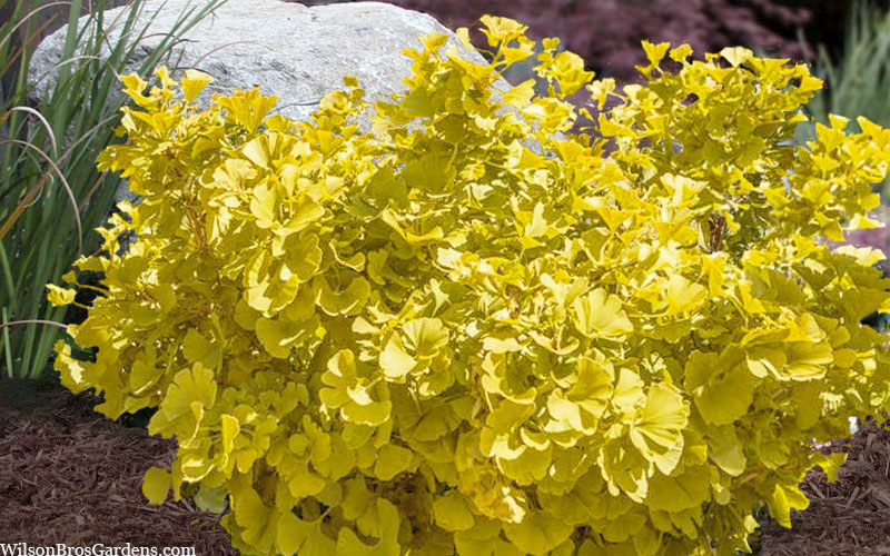  Troll Dwarf Ginkgo Tree - 2 Gallon Pot(18-24" HT)