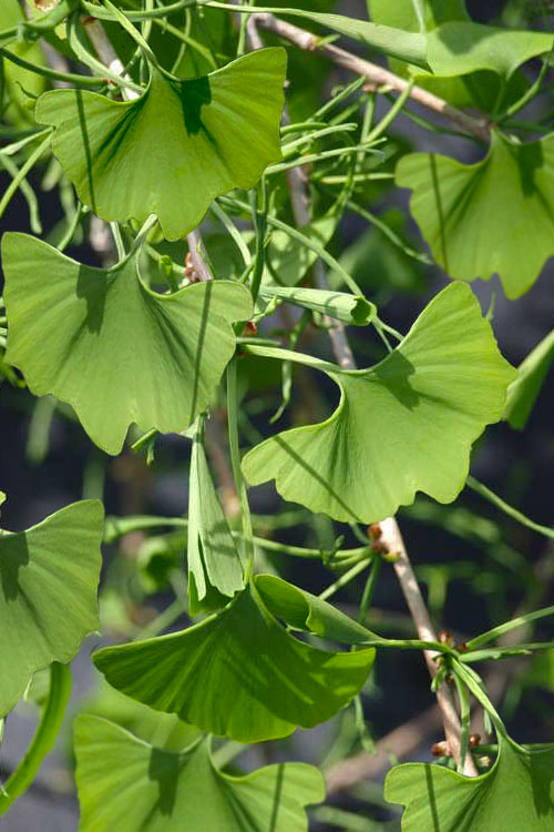  Weeping Wonder Dwarf Ginkgo Tree - 3 Gallon Pot