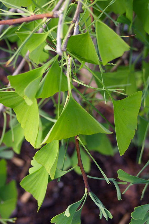  Weeping Wonder Dwarf Ginkgo Tree - 3 Gallon Pot