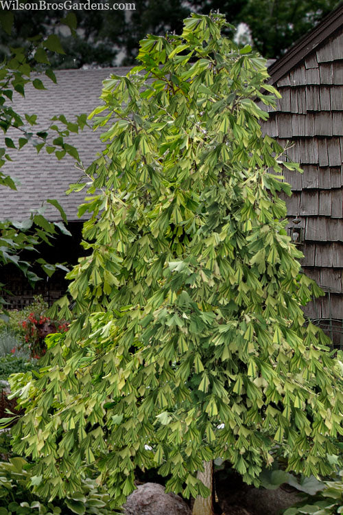  California Sunset Ginkgo Tree - 3 Gallon Pot (2-3')
