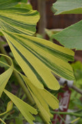  California Sunset Ginkgo Tree - 3 Gallon Pot (4-5')