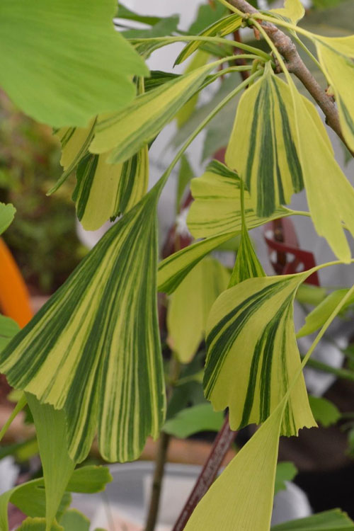  California Sunset Ginkgo Tree - 3 Gallon Pot (2-3')
