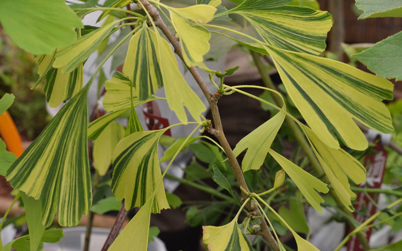  California Sunset Ginkgo Tree - 3 Gallon Pot (2-3')