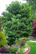  Jade Butterfly Dwarf Ginkgo Tree - 3 Gallon Pot (24-30" HT)