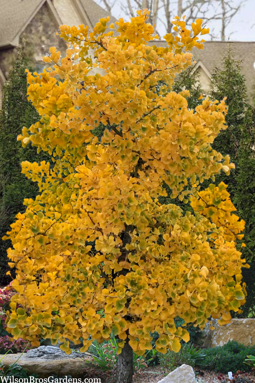  Jade Butterfly Dwarf Ginkgo Tree - 3 Gallon Pot (24-30" HT)