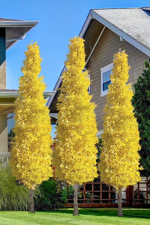  Sky Tower Ginkgo Maidenhair Tree (Male) - 2 Gallon Pot