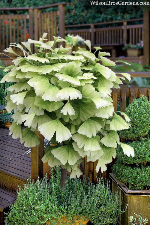  Snow Cloud Ginkgo Tree - 3 Gallon Pot